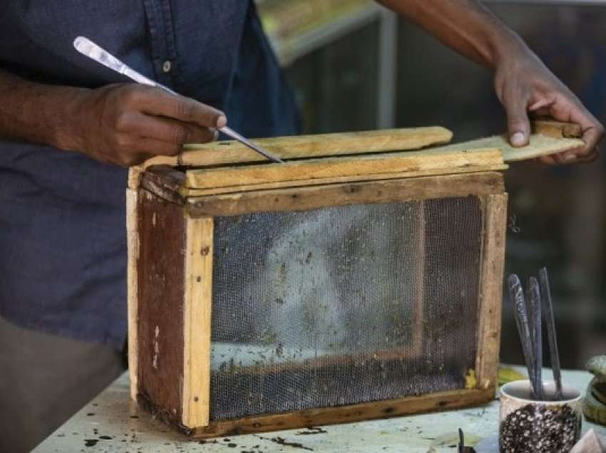 ​Rritet trajtimi me pickim të bletëve në Sudan