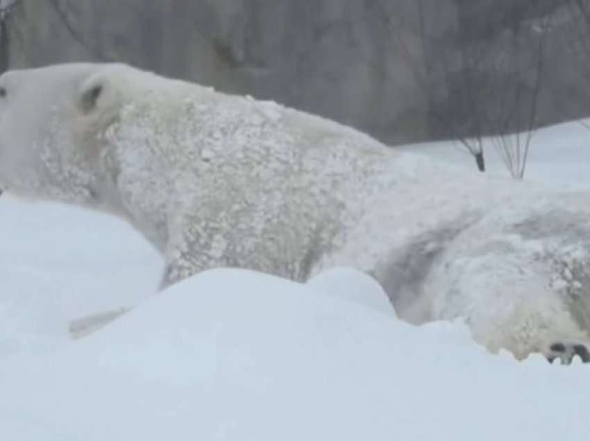 Ariu polar në kopshtin zoologjik pranë Çikagos shijon ditën me dëborë