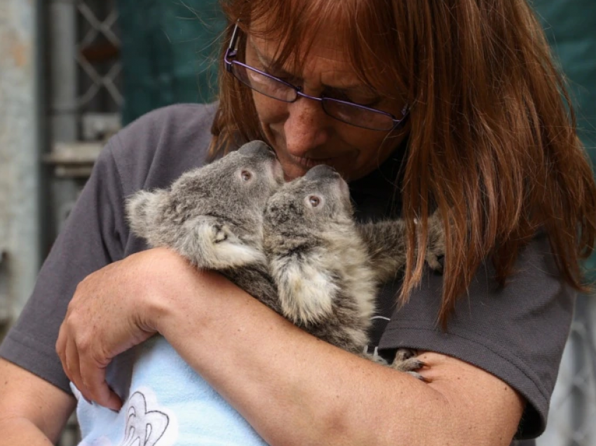 Australia thotë se koalat janë të rrezikuara