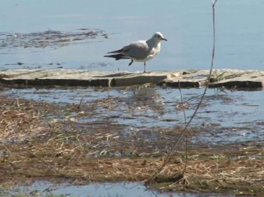 VOA: Shqipëri, mbrojtja e ekosistemeve nga degradimi