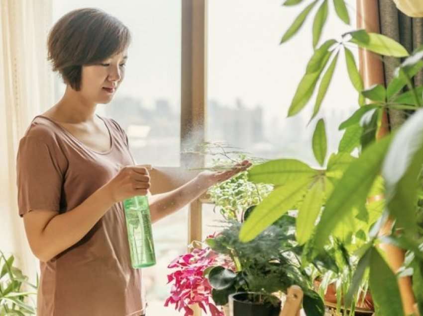 Peroksidi i hidrogjenit mund t’i kthejë në jetë bimët tuaja shtëpiake që po kalben