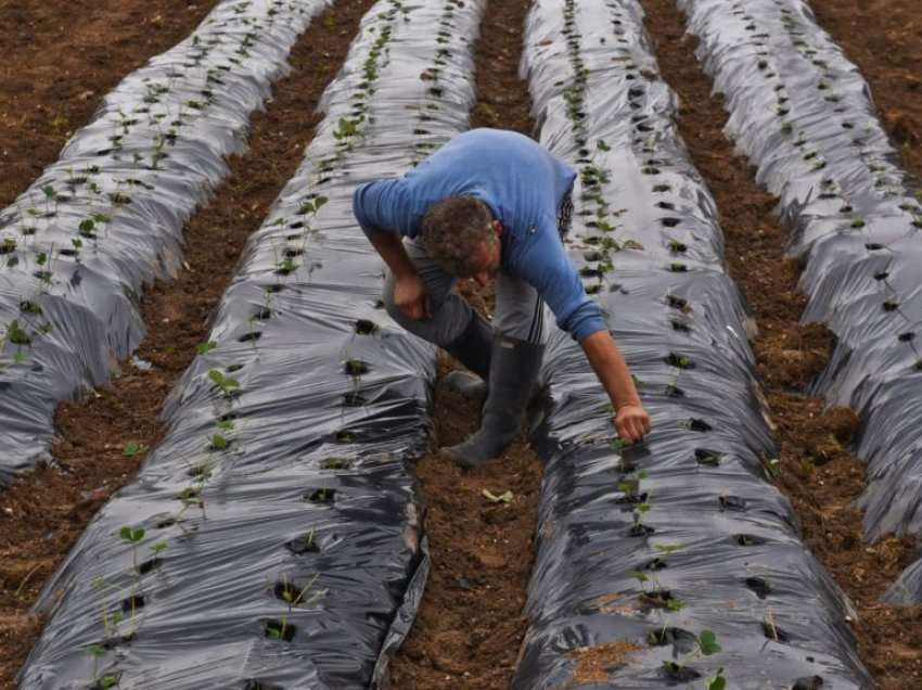 Ministria e Bujqësisë mbulon 75% të vlerës së primit për sigurimet bujqësore