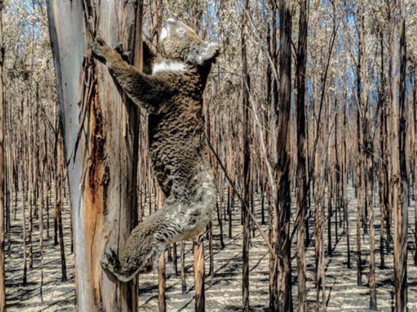 Australia i rendit koalat si specie të rrezikuara