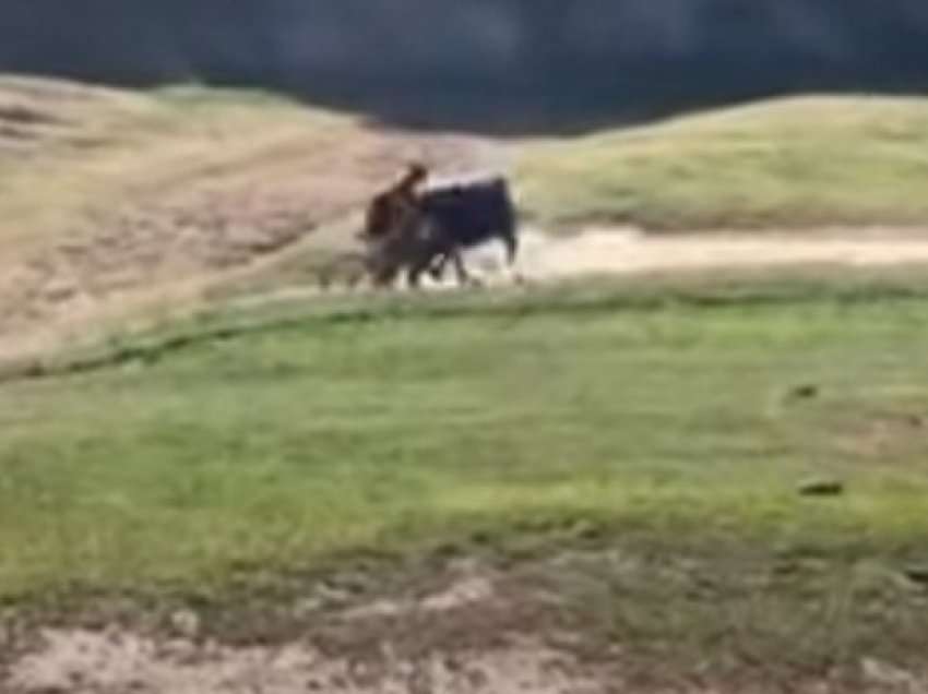 Momenti kur demi sulmon rëndë çiklistin gjatë garës