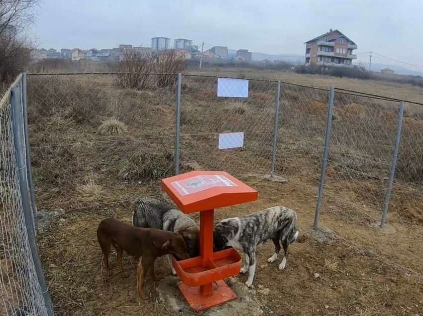 Problemi me qentë endacakë, Përparim Rama tregon vendimin që ka marrë