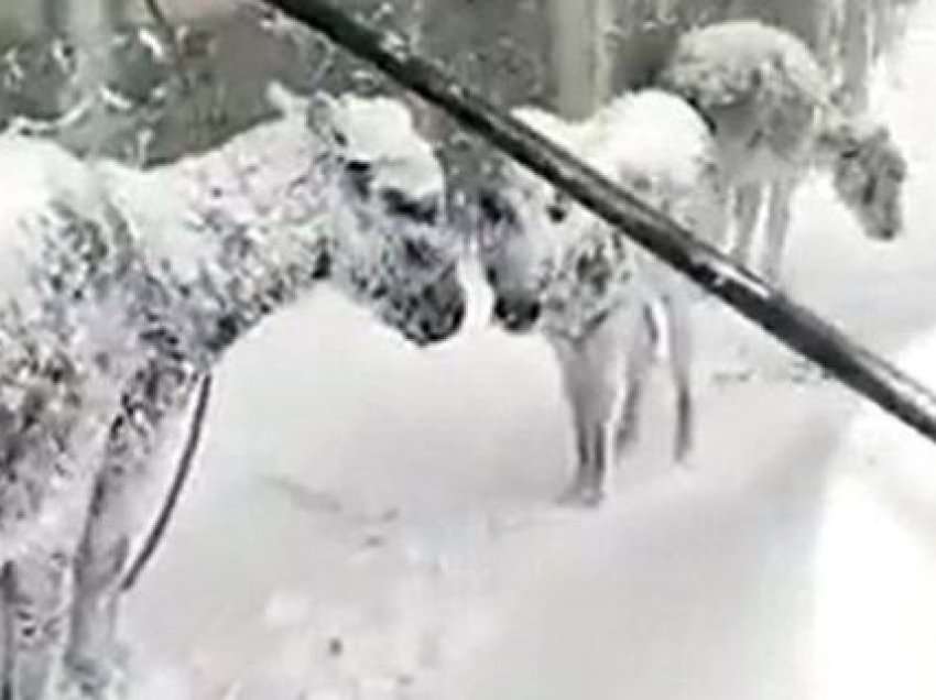 Pamje të trishta, gomarët ngrijnë nga acari