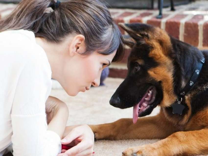 Gjithmonë keni dashur të flisni me ta: Sa fjalë mund të kuptojë vërtet një qen