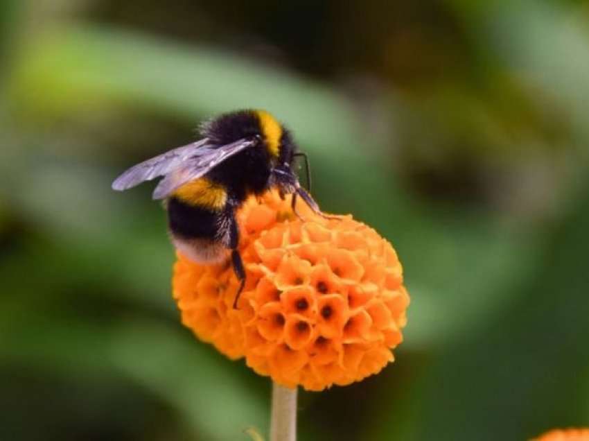 Studimi i ri: Ndotja e ajrit pengon insektet pjalmuese të gjejnë lule