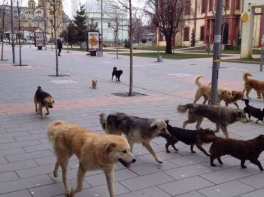 Qentë endacak vazhdojnë të rrezikojnë qytetarët edhe në qendër të Prishtinës