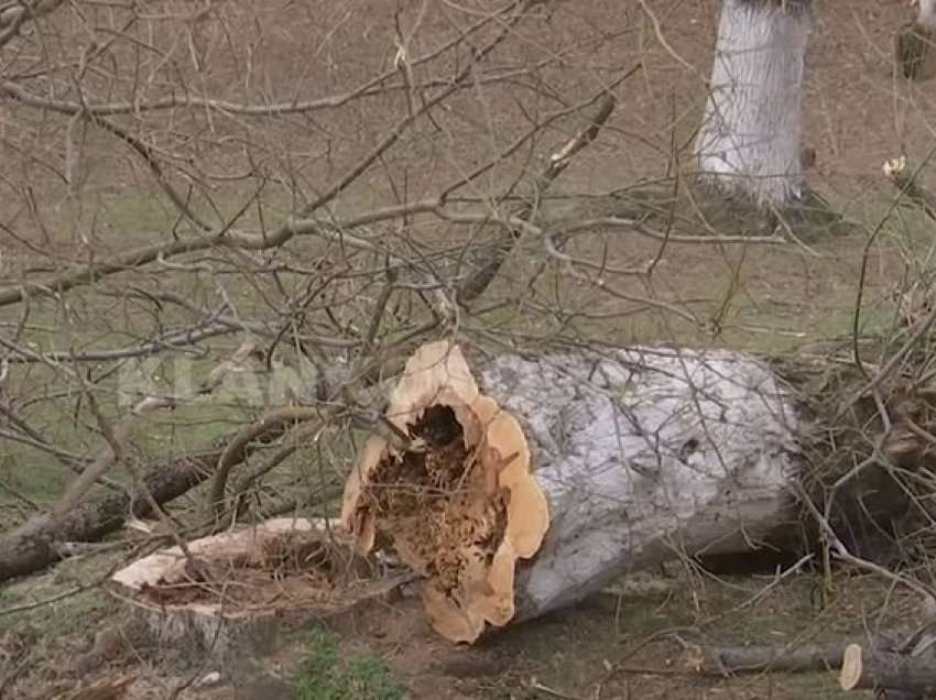 I shet kryemëvete drutë e parkut, arrestohet 