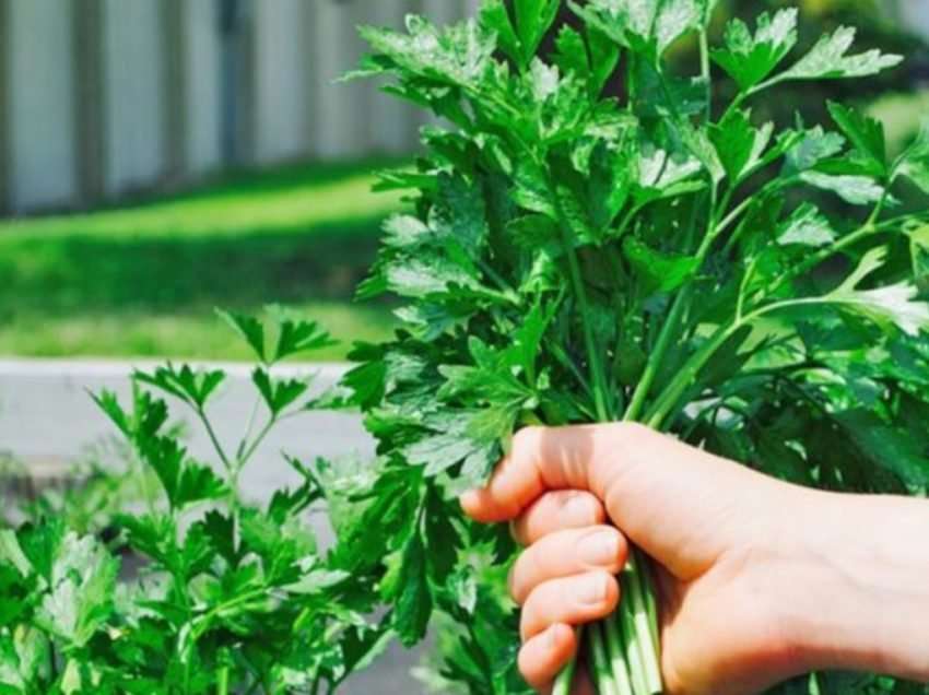 Majdanozi, vlerat e rralla për veshka të shëndetshme