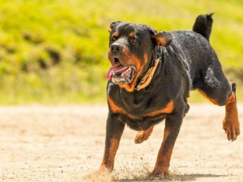 Sulmohet nga qeni vogëlushja 2-vjeçare, përfundon në spital në gjendje të rëndë! E dëmtoi në gjoks dhe bark