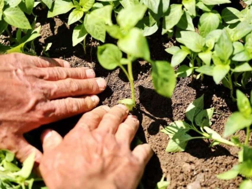 ​Hapet periudha e aplikimit për grante në bujqësi dhe zhvillim rural