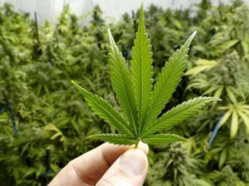 ‘Forbes’: Shqipëria drejt legalizimit të kanabisit