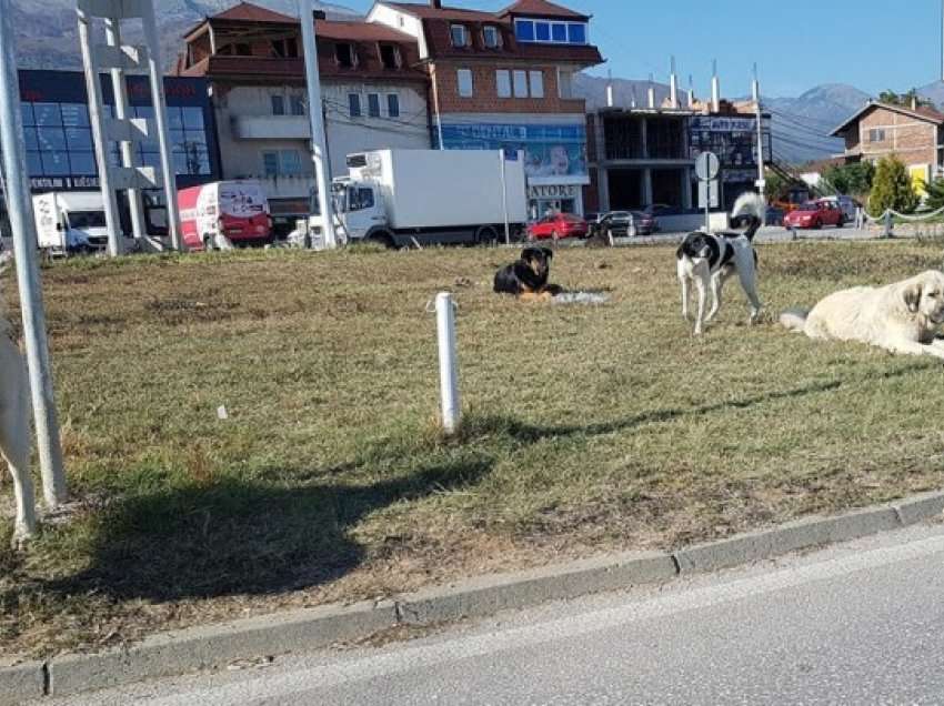 S’ka të dhëna për numrin e qenve endacak dhe vaksinimin e tyre