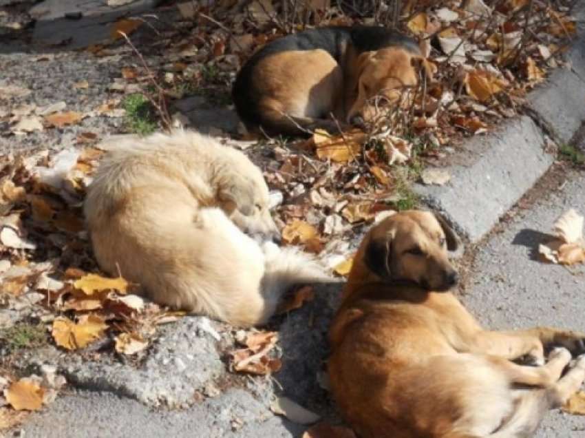 Shoqata AMOS ka filluar me kapjen dhe trajtimin e qenve endacak në qytetin e Tetovës