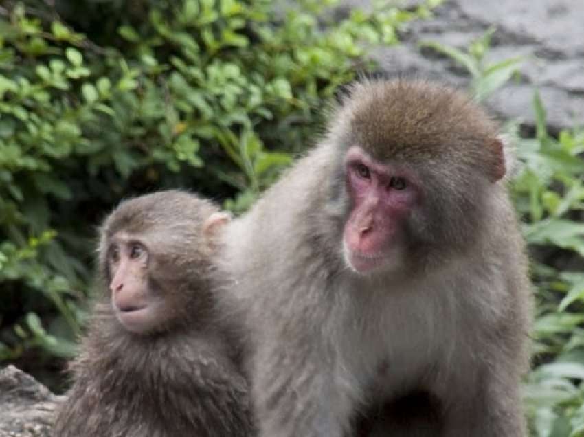 ​Makakët në Japoni vazhdojnë të sulmojnë njerëzit, gjuetarët vranë një