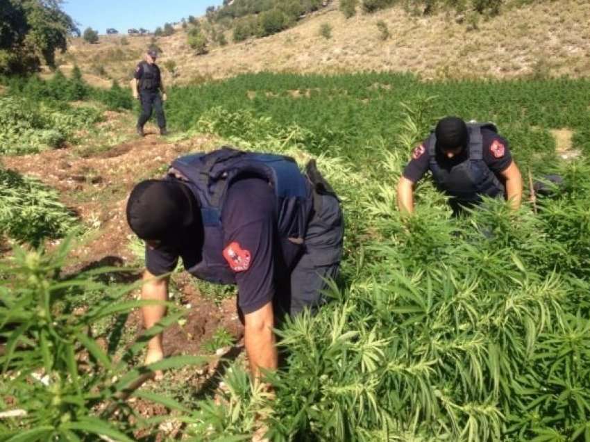 Zbulohet kanabis në zonë të pyllëzuar në Mallakastër, arrestohet një 54-vjeçar!