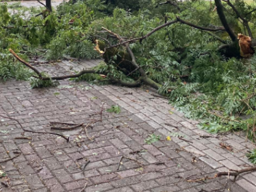 Stuhi edhe në Prizren, dëmtohen disa lisa