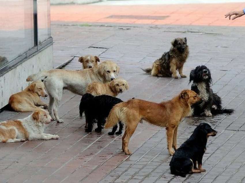 Komuna e Prishtinës hap tender për ndërtimin e strehimores për qentë endacakë