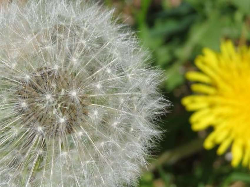 Të gjithë e keni parë, por nuk e dini çdo pjesë e kësaj lulje bën mrekulli, ja si ta përdorni