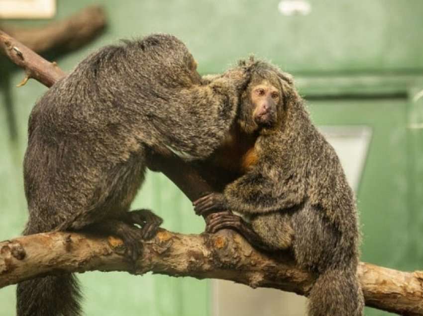 ​Vdes foshnja e rrëmbyer nga një majmun në Tanzani