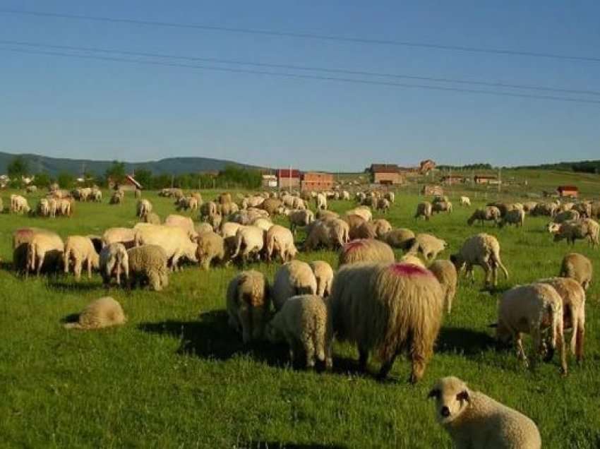 Bruceloza shfaqet në një fermë në Tepelenë, izolohen disa krerë bagëti