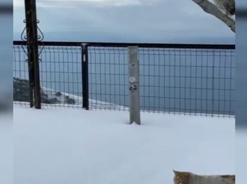 Bora mbulon Parkun Kombëtar të Llogorasë