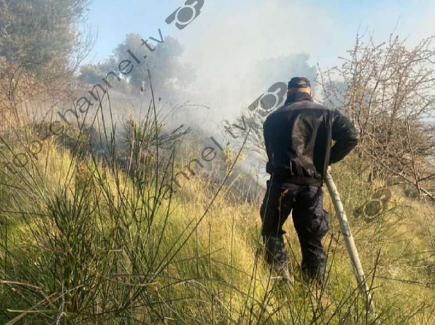 Bie zjarr në Zvërnec të Vlorës, digjen rrënjët me ullishte