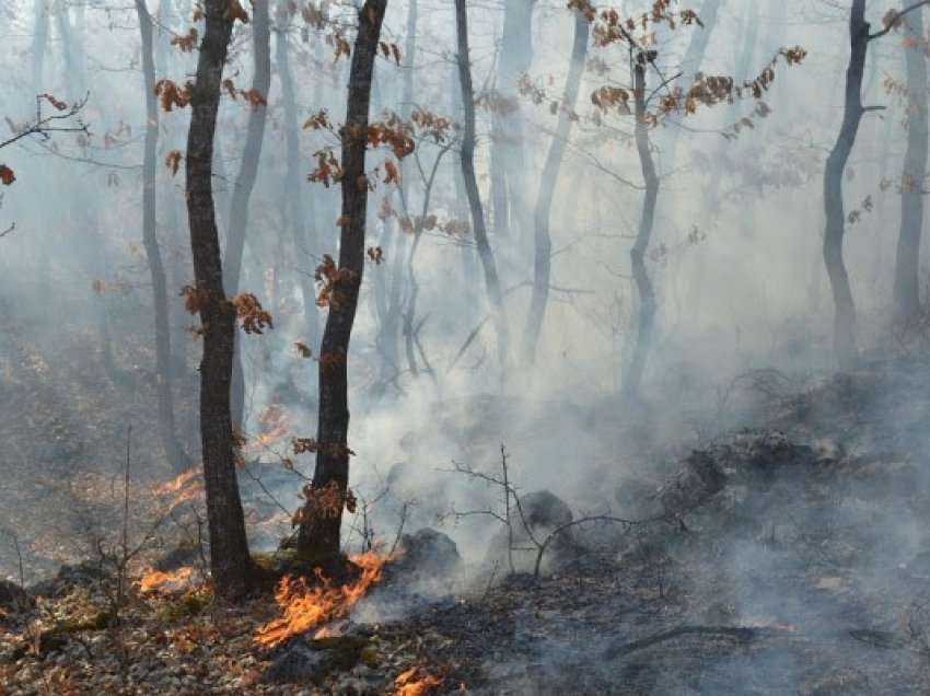 ​Digjen dhjetëra hektarë pyje, Kastrati bën thirrje për kujdes