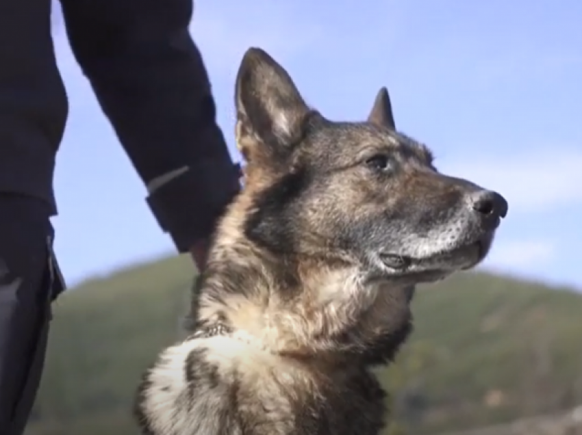 Qeni “hero” i policisë shqiptare del në pension, polici nuk ndahet dot prej tij dhe e adopton