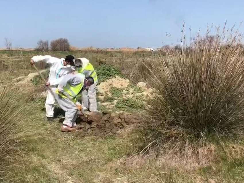  Asgjësohen 25 shpendë në fshatin Aliban: Nuk do të lejohet tregtimi i gjësë së gjallë në këtë zonë