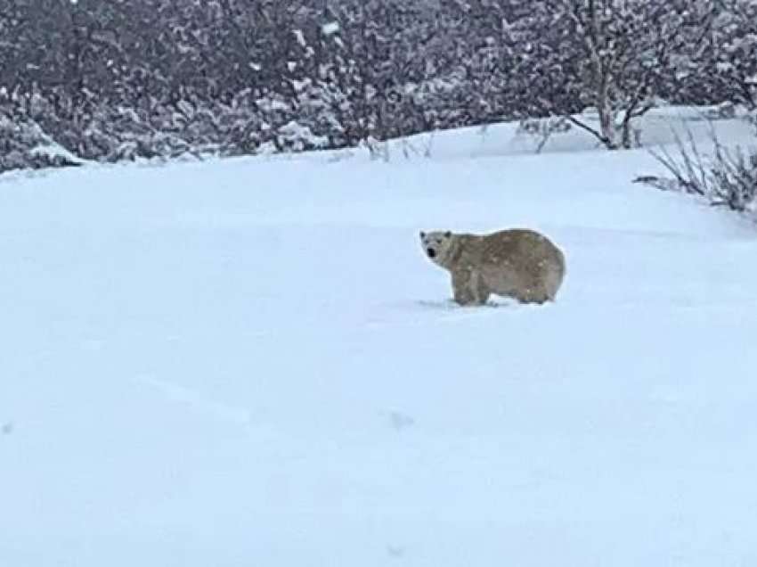 Policia kanadeze vret ariun polar që iu afrua komunitetit në Quebec 