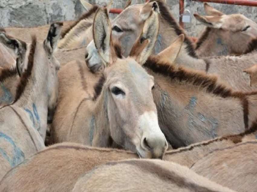 ​Tregtia ilegale e lëkurës së gomarit po lulëzon në rrjetet sociale, zbulon raporti