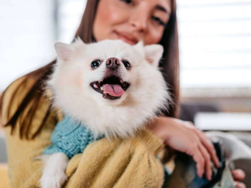 Kafshët janë një mbështetje emocionale shumë e rëndësishme për njeriun