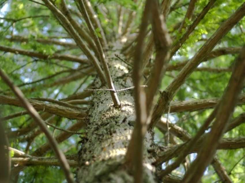 ​Dita Botërore e Biodiversitetit