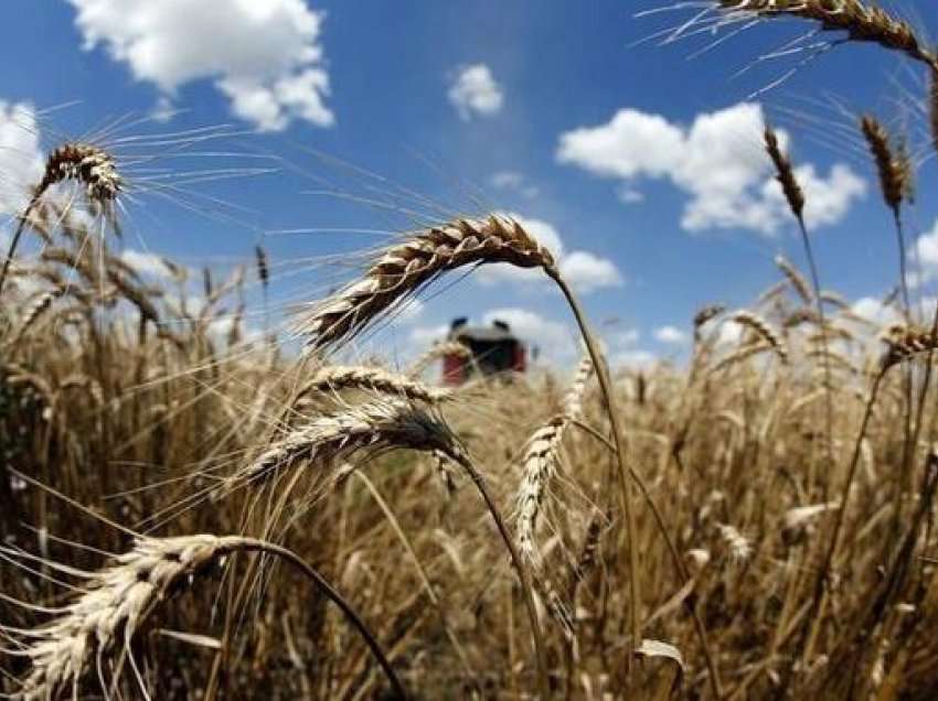 A mundet Ukraina të ushqejë botën, pavarësisht luftës?