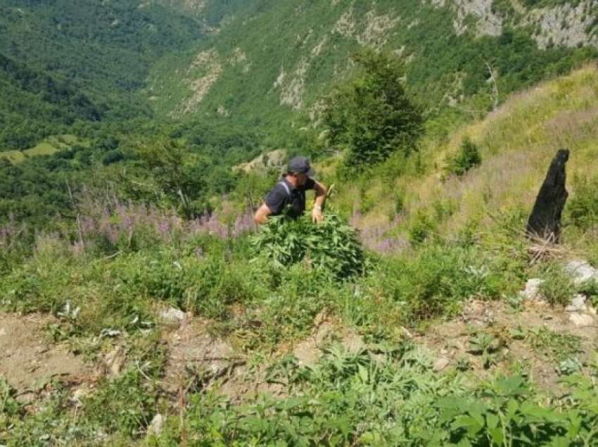 Në krye të detyrës duke kërkuar për parcela me kanabis, Shefi i Patrullës së Policisë së Shkodrës bie në humnerë!