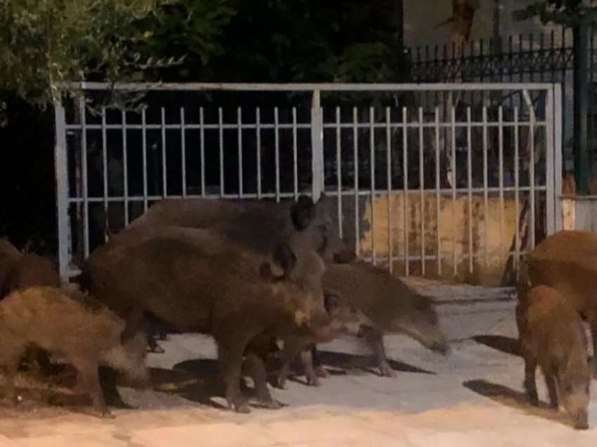  Derrat e egër “tmerrojnë” grekët, i shkojnë për “vizitë” në mes të Athinës