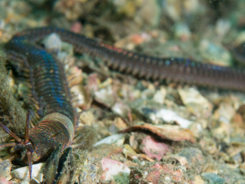 Krimb gjigant në Adriatik, shkencëtarët në kërkim të krijesës së pazakontë