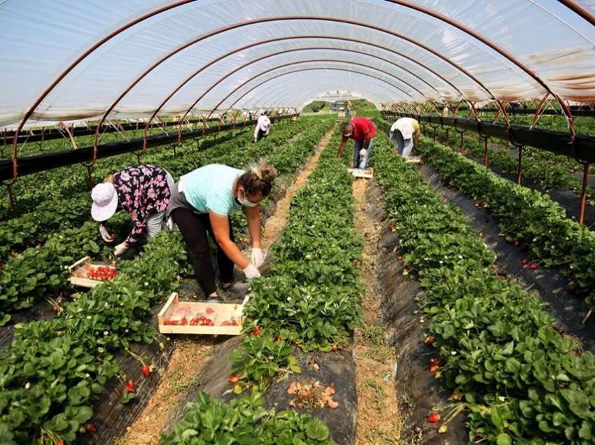 ​Ngritët çmimi i mallrave në bujqësi