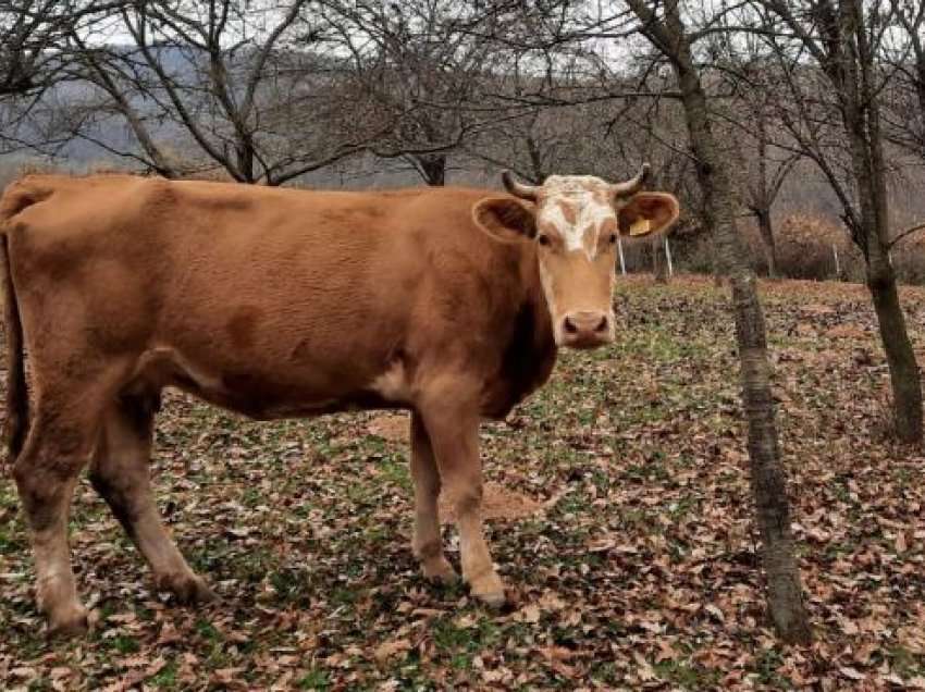 Ndalohet kamioneta në Viti, brenda kishte një lopë pa dokumentacion