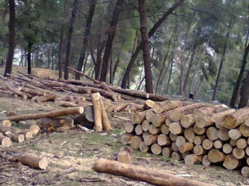 Prag dimri, këto janë çmimet aktuale të druve dhe peletit