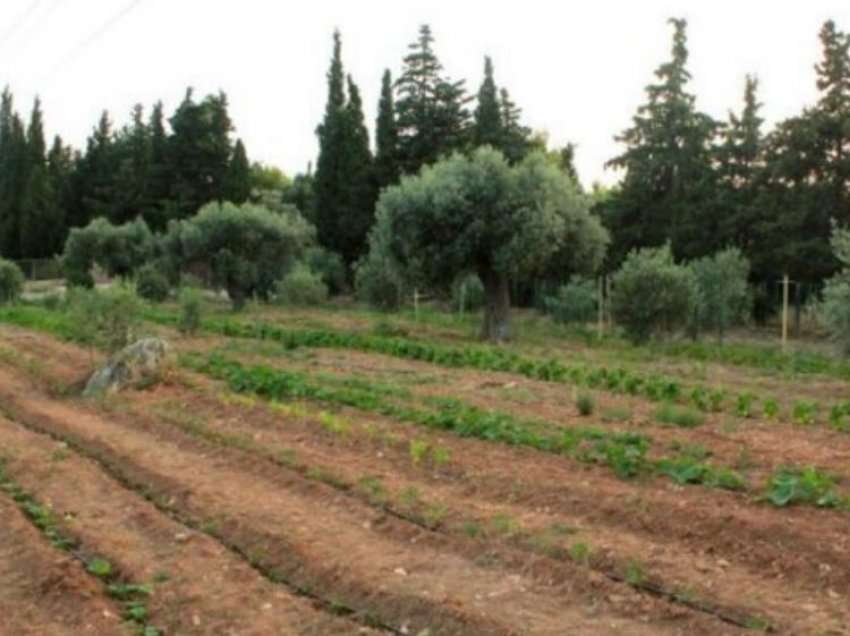 Ishin duke bërë seks në arë, gruaja ia ngul thikën biznesmenit