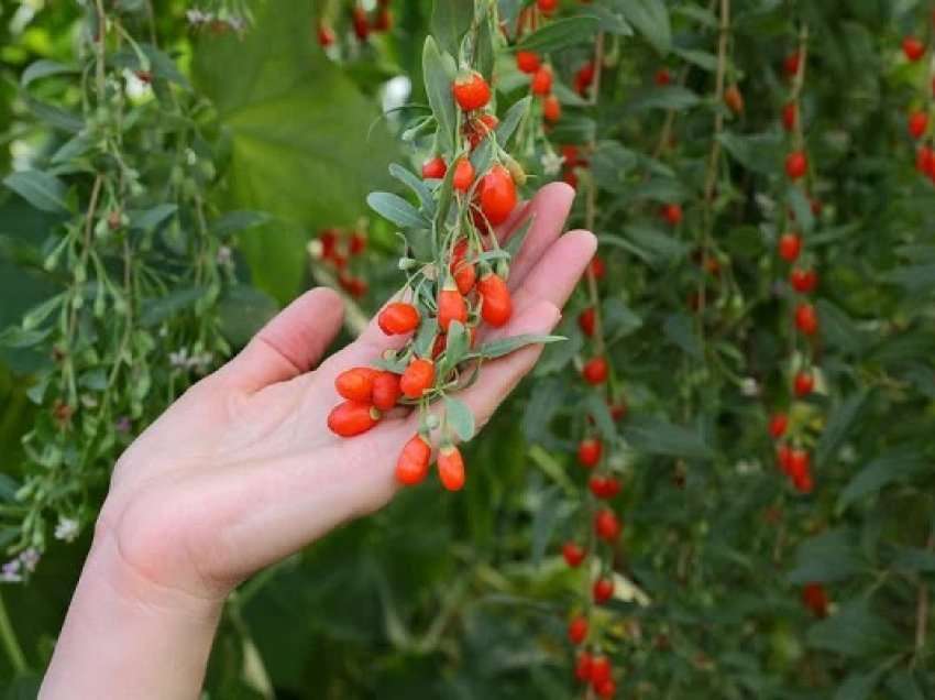 Fermerët në Shqipëri interes për kultivimin e frutave ekzotike