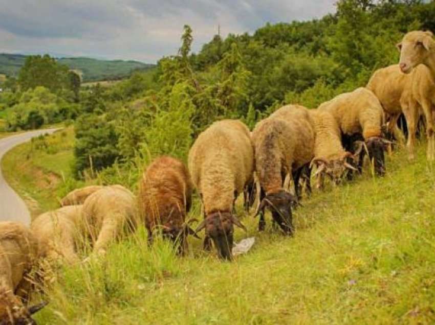 Në rajonin e Dibrës ulet numri i kopeve të dhenve