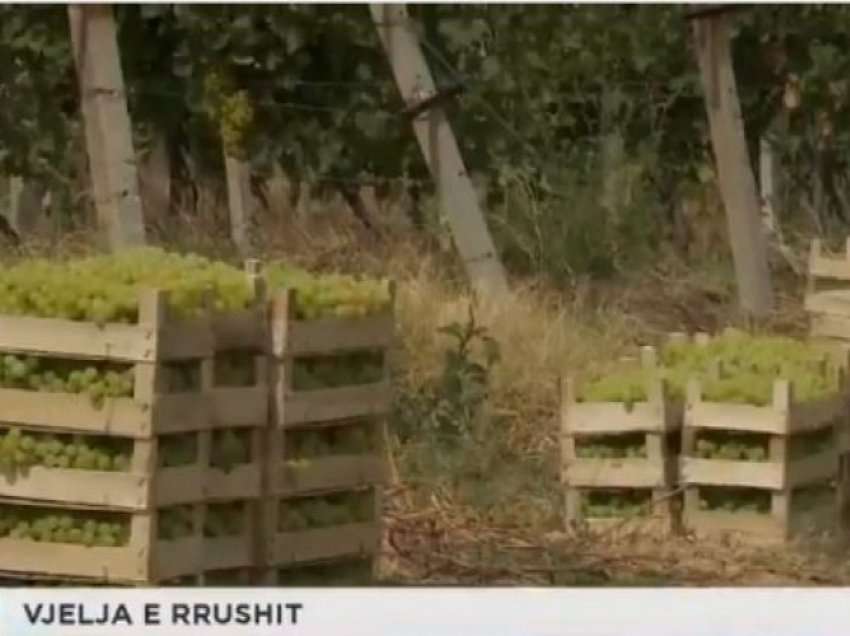 Vreshtarët ankohen për çmime jo të mira të rrushit