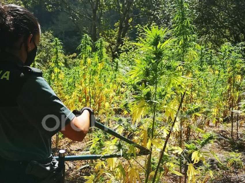 Spanjë/ Zbulohet parcela 2500 metra katrorë me kanabis në mal. Shqiptarët që jetonin në çadra kujdeseshin për të 