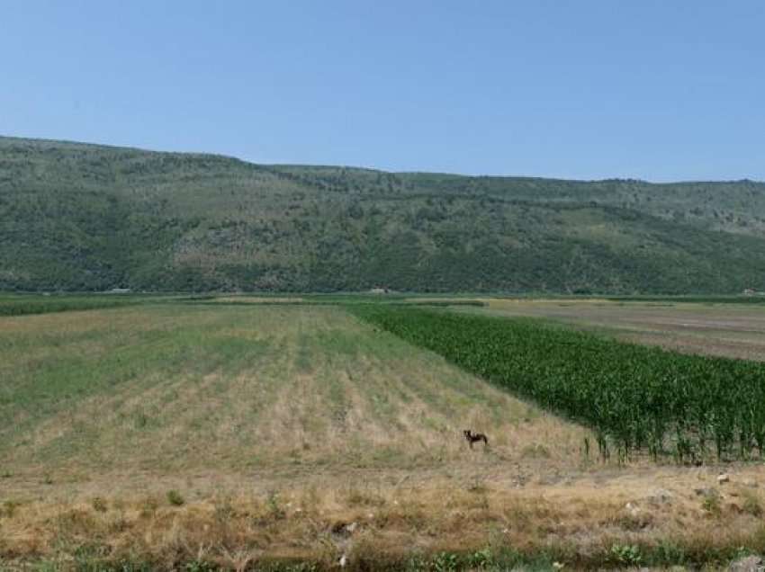 Shqipëri: E vërteta e mosekzistencës së industrisë së energjisë së erës