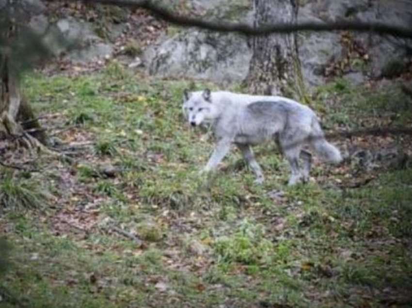 Ujku bën kërdinë në fshatrat shqiptare, viçit i lë vetëm kokën dhe këmbët